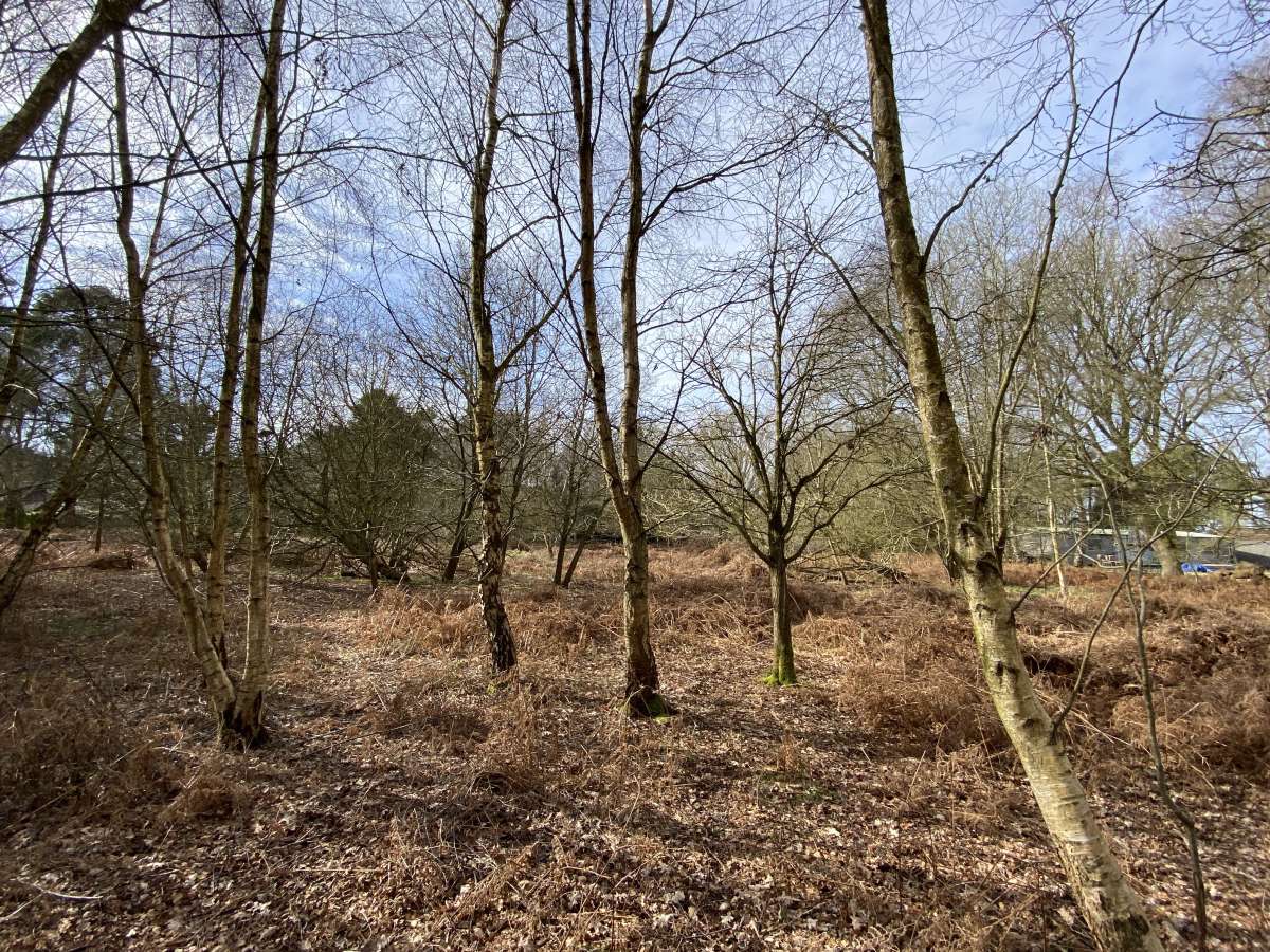 Land in Stratton Strawless - photo 3