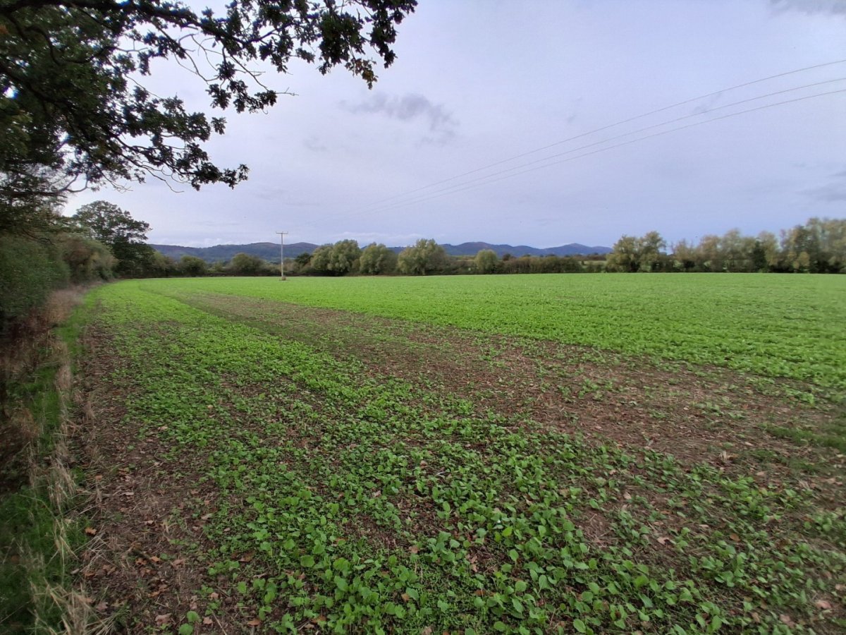 Land in Castlemorton